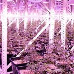 How to get the right temperature for growing cannabis plants