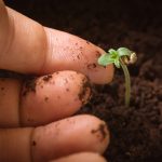 The Cannabis Cultivation Timeline Stages of Development