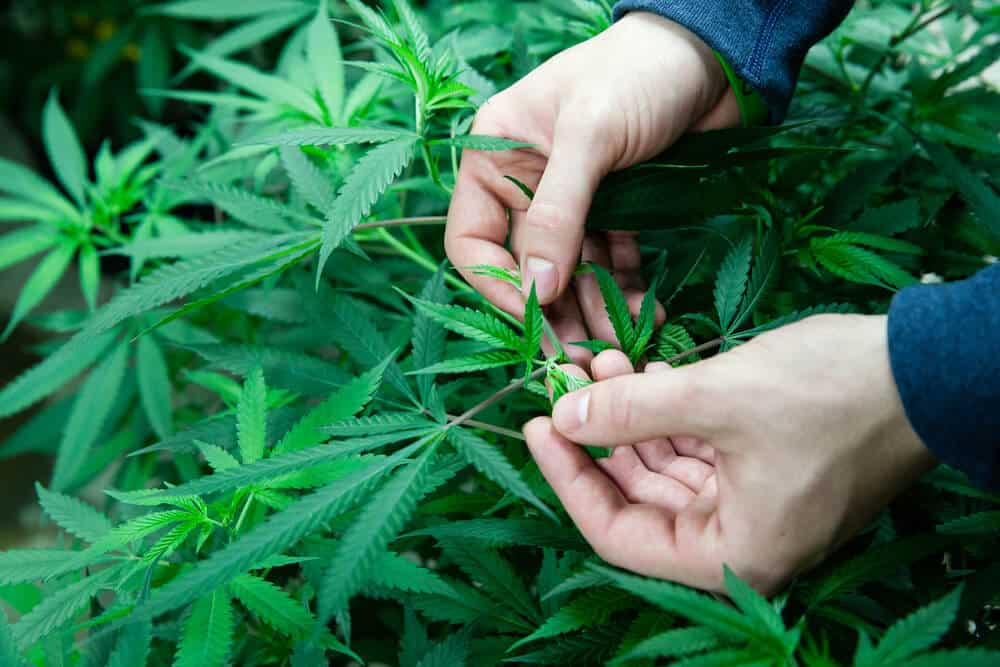 Cannabis Cultivation