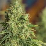 The Marijuana Grow Checklist