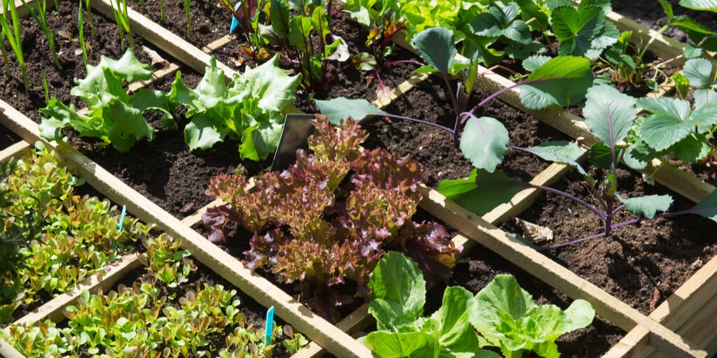 What is the best soil for a vegetable garden?