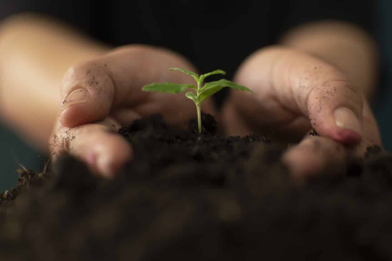 What is the Best Soil for Cannabis, Weed, and Marijuana?