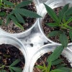 cannabis plants and how to clone