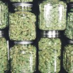 Curing Marijuana in Jars