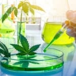 Cloning Marijuana Plants