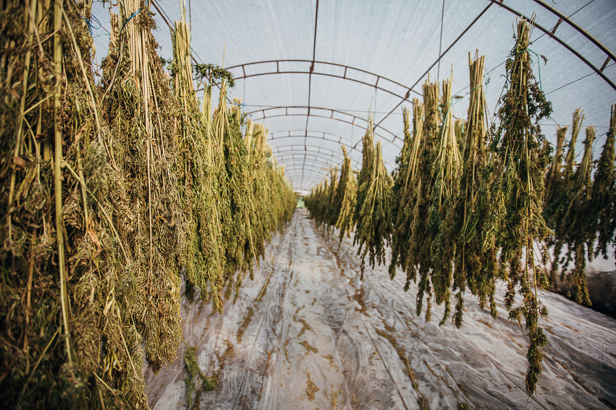 Drying Cannabis