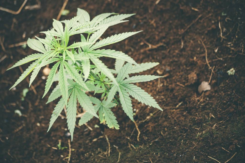 living soil for cannabis plants