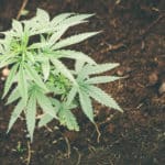 living soil for cannabis plants