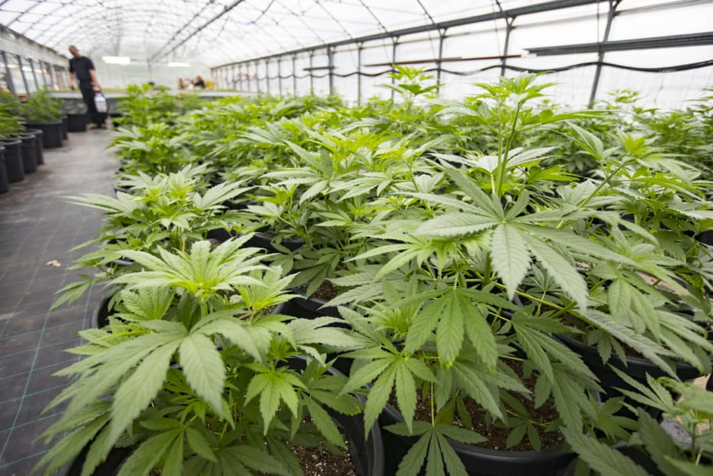 cannabis grow operation using living soil