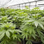 cannabis grow operation using living soil