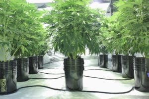 hydroponics cannabis grow operation