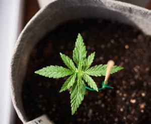 cannabis plant grown in living soil