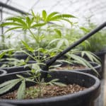 best watering style for cannabis plants