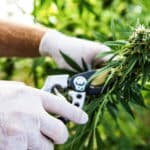 clean green cannabis growing