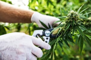 clean green cannabis growing