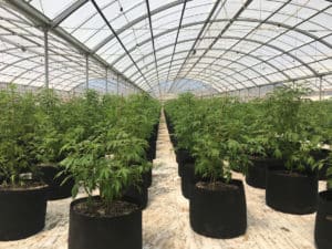 geoponics - best growing style for commercial cannabis grow operation