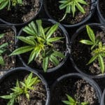 best practices for commercial cannabis grow operation