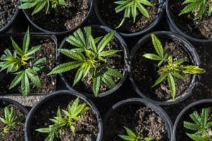best practices for commercial cannabis grow operation